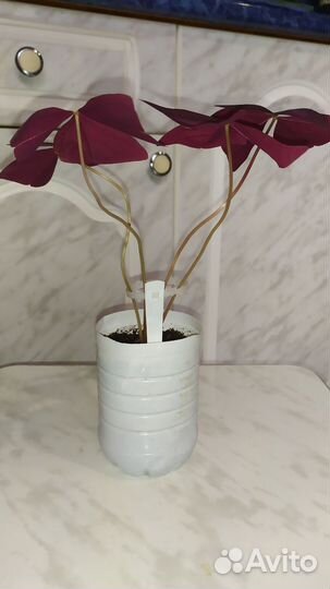 Oxalis (кислица)