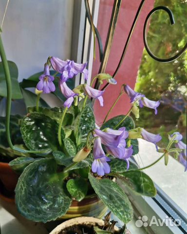 Стрептокарпус Pretty Turtle редкий сорт растения