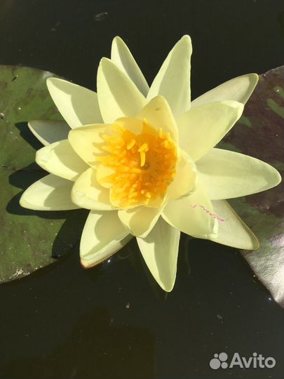 Нимфеи лилии кувшинки