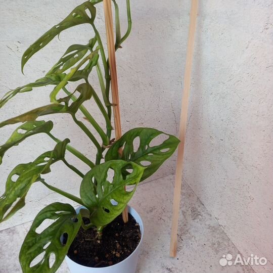 Опора для комнатных растений, 70 см., набор 5 шт