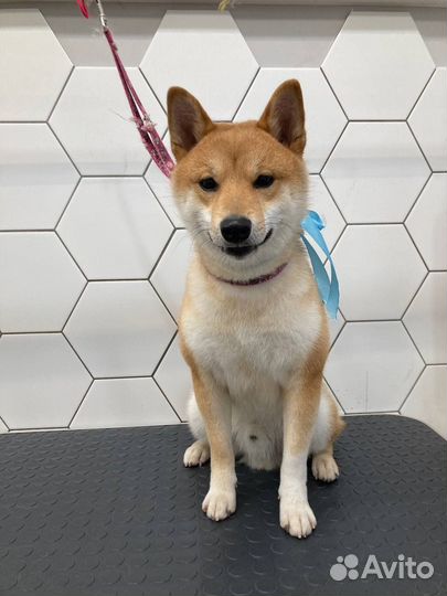 Вязка кобель Сиба-Ину