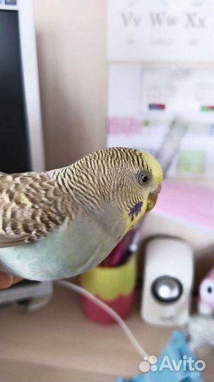 Попугай волнистый девочка