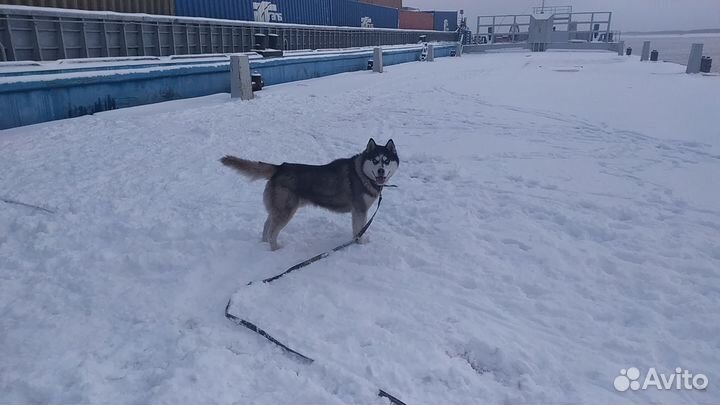 Сибирский хаски бесплатно