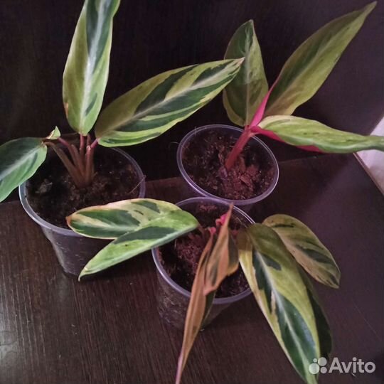 Строманта хортиколор