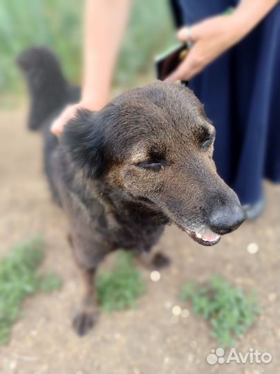 Пристраиваем собачку,дворняга