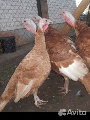 Гуси, индюшки, яйцо инкуб