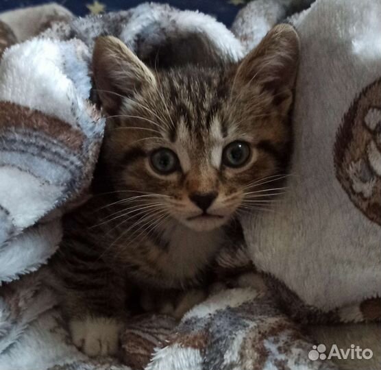 Кошки в добрые руки бесплатно