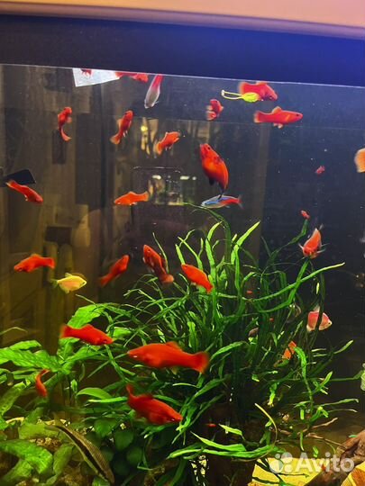 Аквариумные рыбки меченосцы