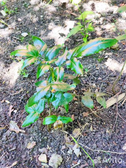 Будлея, персик,магония, гортензия, дейция и другие