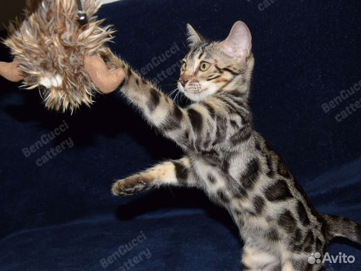 Бенгальский котенок