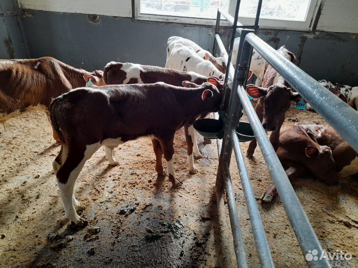 Бычки на откорм