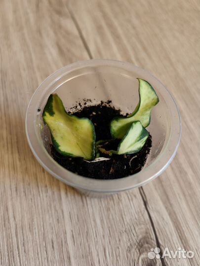 Хойи Разные