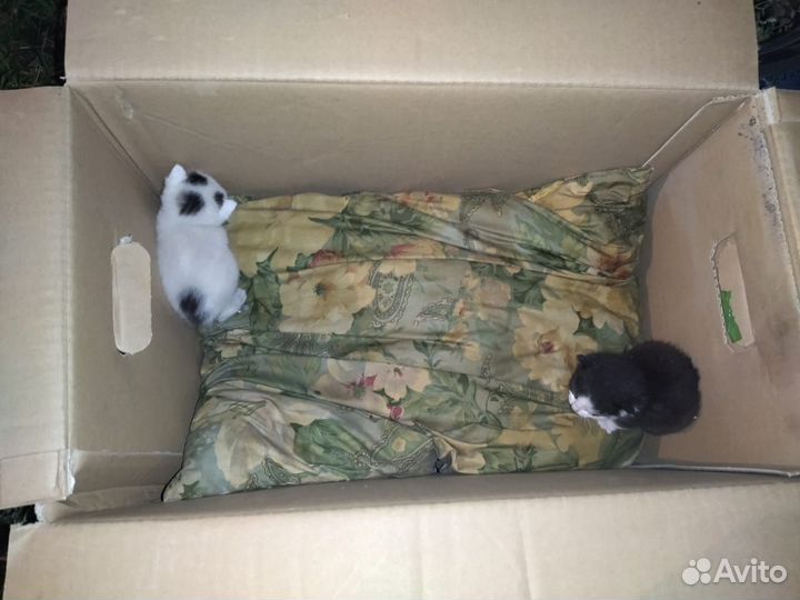 Котята в добрые руки мальчики