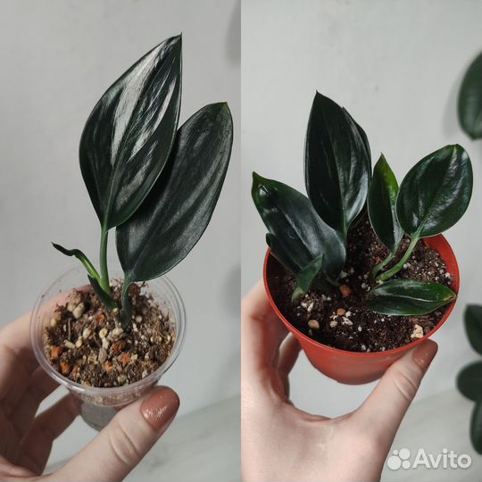 Сциндапсусы и др. ароидные