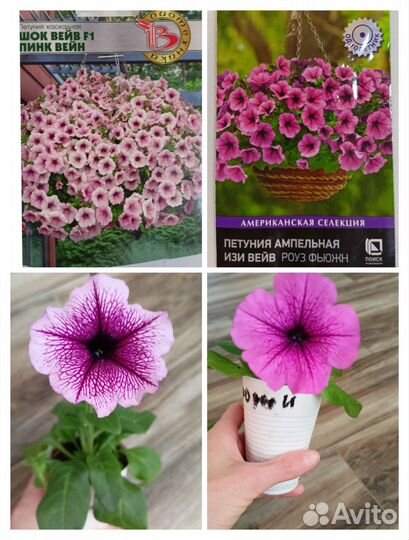 Петунья тайдал