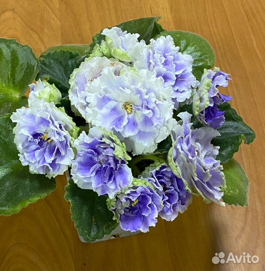 Фиалки детки