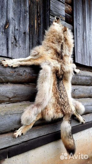 Шкура волка