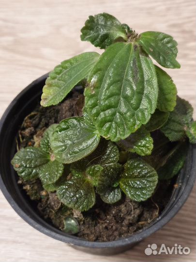 Комнатные цветы Пилея