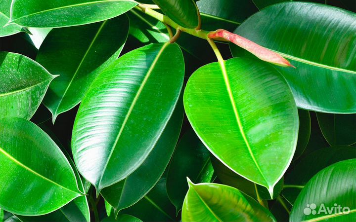 Продам фикус