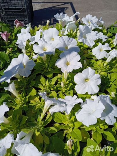 Цветочноя рассада