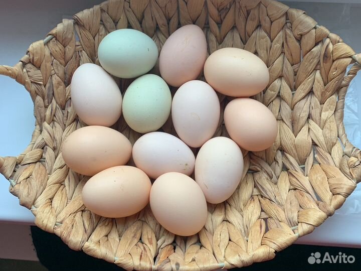 Яйца куриные на инкубацию