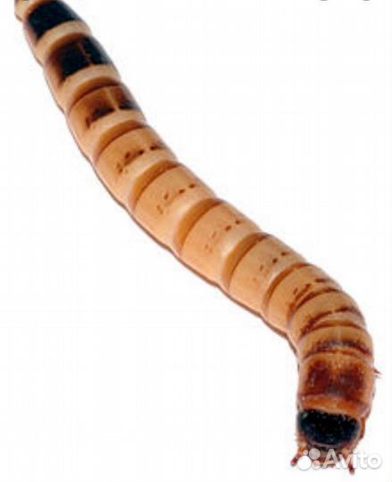 Зофобас, мучной червь. огневка пчелиная, бражник