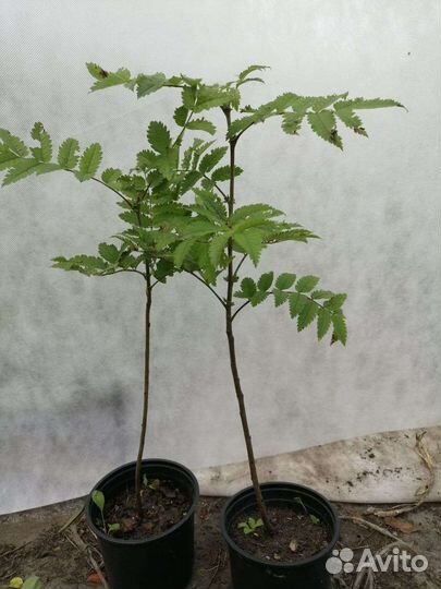 Саженцы Спирея Вангутта,Дейция,Рябина