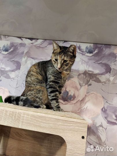 Кошка в добрые ручки