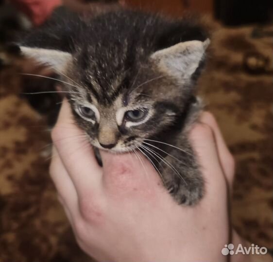 Котята в дар