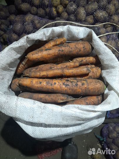Картофель, морковь