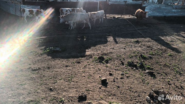 Коровы с телятами