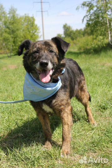 Баллин-красотка ищет дом