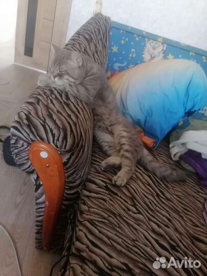 Британская кошка в дар