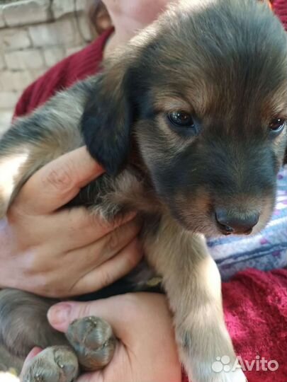 Крепкие малыши охранники