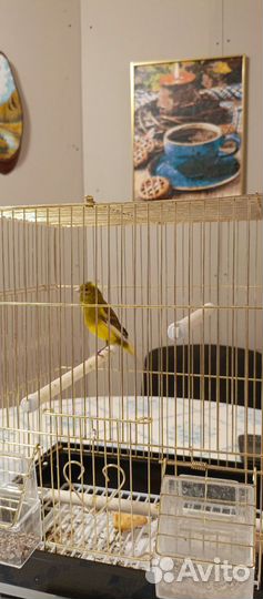 Кенар 2022 года