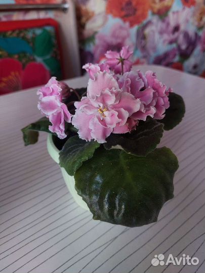 Цветущие фиалки