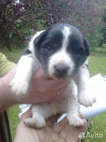 Щенки-дворняжки в дар