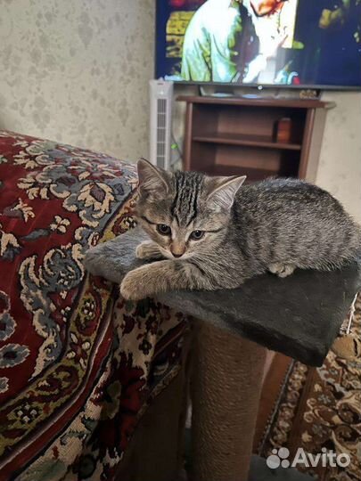 Котик в надежные руки