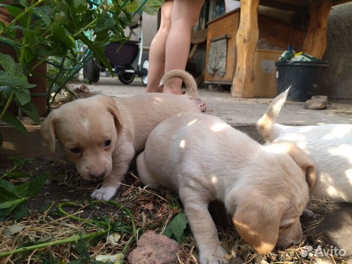 Щенки