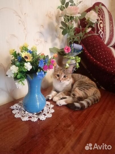Кошка в дар бесплатно