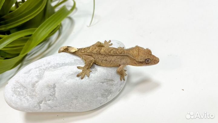 Бананоед Самец