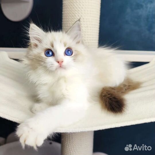 Девочка рэгдолл, Diva,в разведение