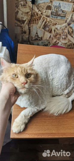 Услуги грумера