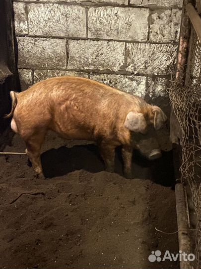 Хряк дюрок племенной