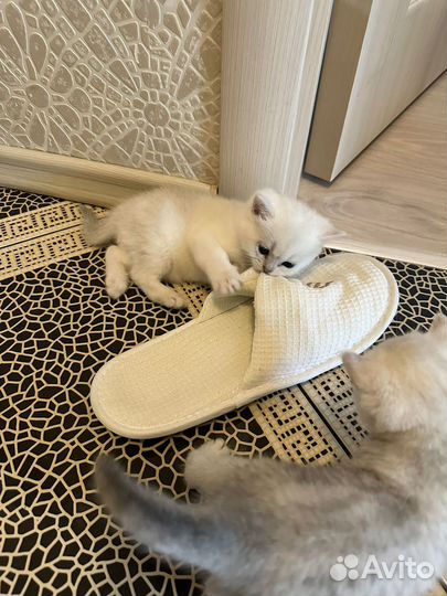 Котята Серебристая Шиншилла