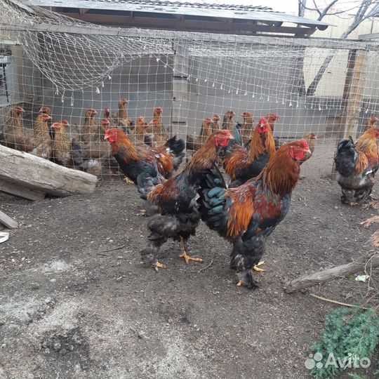 Петухи породы брама