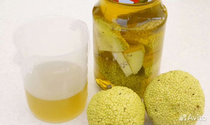 Вытяжка из маклюры (адамова яблока)