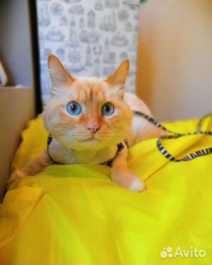 Стрижка котов и кошек. Выезд