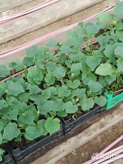 Рассада огурцов