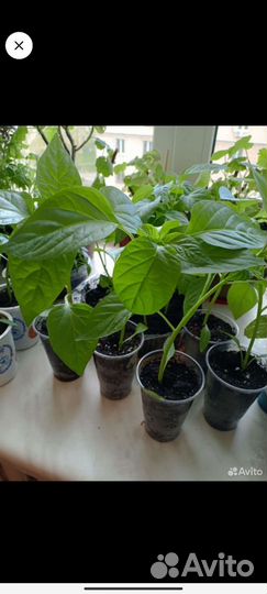 Рассада перца сладкого